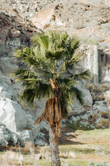 Zielona palma na tle jasnej skały