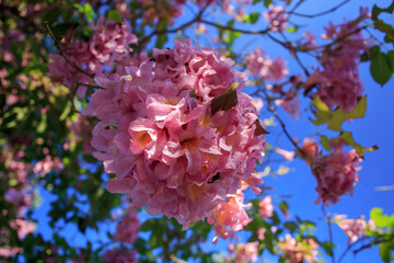 flores do pau d’arco, também conhecido como Ipê roxo