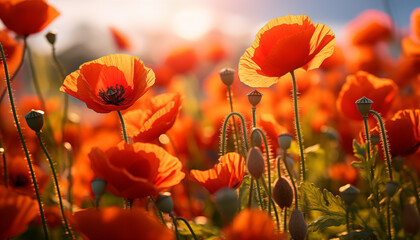 Fototapeta premium poppy field in sunlight. poppy flowers closeup background.