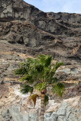 Zielona palma na tle skały w wietrzny dzień - obrazy, fototapety, plakaty