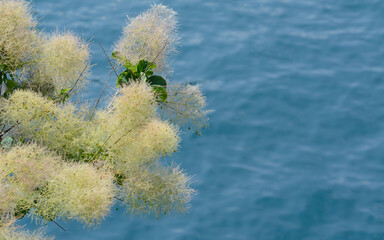 Foliage and seed heads of European smoketree, Cotinus Coggygria on natural blue water background.