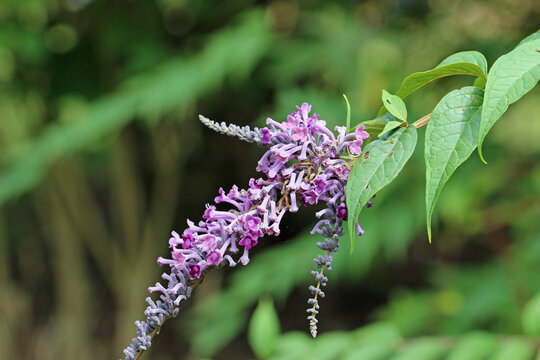 Purple butterfly bush flower panicle