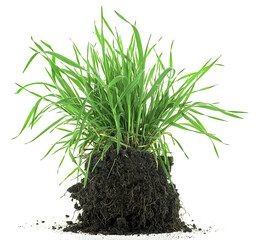 Green meadow grass with roots in black soil isolated on a white background. Grass with dirt.