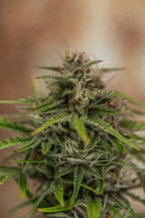 Critical hog variety of marijuana flower with rusty metal sheet