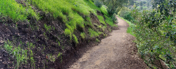 Traveling through a lush garden.