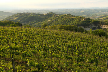 Fototapeta na wymiar Vigneti sulle colline di Rocchetta Palafea in provincia di Asti, Piemonte, Italia.