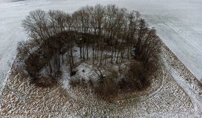 Group of trees in a snowy field captured with a drone