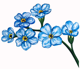 Tender spring romantic blue forget-me-not flower on the stem isolated on white background.