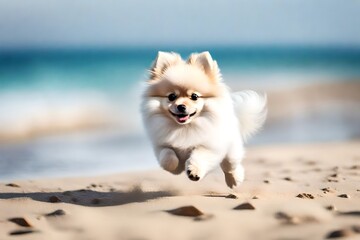 American Eskimo Dog on the beach - obrazy, fototapety, plakaty