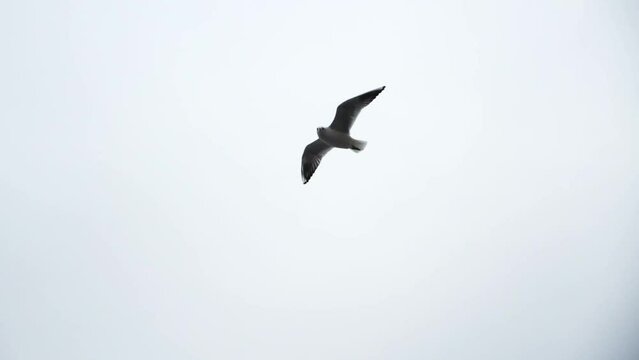 An albatross flies in the sky. Seagull in slow motion video.