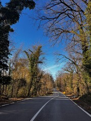 road in autumn forest