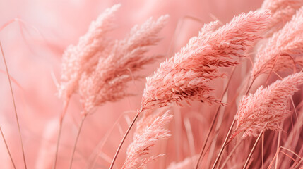 Pampas Grass in Soft Pink Tones Nature Background