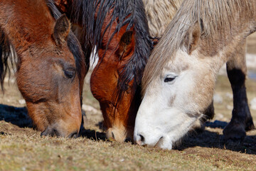 Fototapeta premium A herd of wild horses. Animals and wildlife.