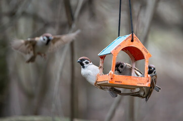 A flock of town sparrows feeding in a wooden feeder in a natural environment
