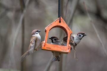 A flock of town sparrows feeding in a wooden feeder in a natural environment
