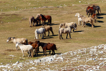 A herd of wild horses. Animals and wildlife.