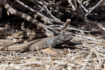 Tenerife Lizard, Gallotia galloti, in the Canary Islands, Spain.