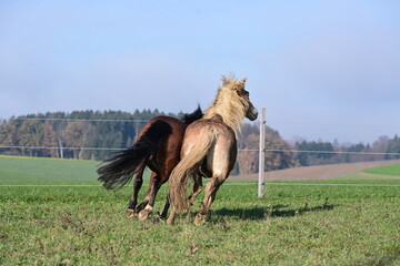 Lebensfreude. Schöne Pferde auf der herbstlichen Weide