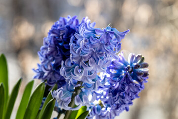 macro close-up of beautiful soft blue hyacinth flower branches, on the windowsill