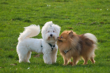 Yorkshire Terriers playing in the park
