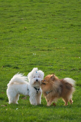 Yorkshire Terriers playing in the park