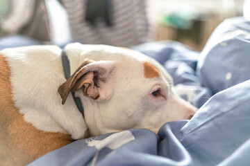 Pitbull dog with white head and orange ears