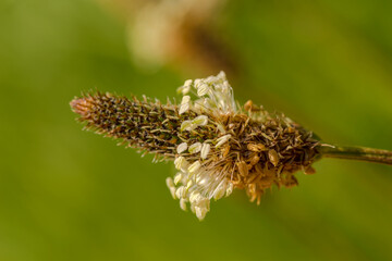 Nieco przekwitły kwiatostan baki lancetowatej (Plantago lanceolata). Roślina lecznicza na...