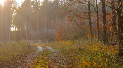 Jesienny listopadowy barwny zachód słońca w lesie z drzewami o wybarwionych na kolorowo ( głównie czerwono pomarańczowo) liściach.