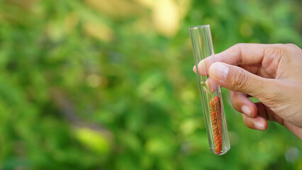 Piper longum in a experiment glass tube. Woman scientist with test tube doing research outdoor....