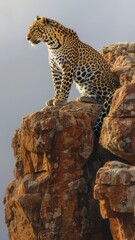 a leopard in high resolution, presenting a wallpaper-worthy photo with extreme clarity and detail, showcasing the intricate patterns of its coat and the intensity of its gaze.