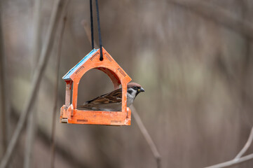 Alone town sparrow is feeding in a wooden feeder in a natural environment