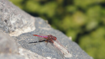 Cape Verde Islands dragonfly on rock