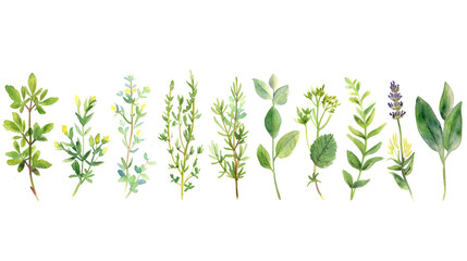 A row of assorted herbs displayed on a white background - obrazy, fototapety, plakaty