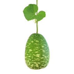 Fresh Pear-shaped Calabash, Bottle Gourd Fruit with Green Leaf Isolated on White Background with...