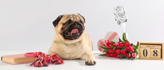 Cute pug dog with calendar and gifts on light background. International Women's Day celebration