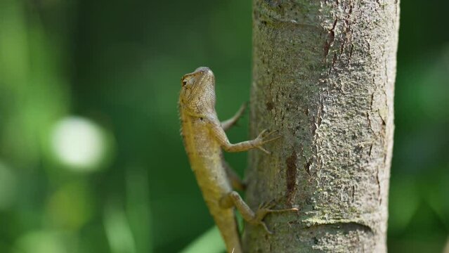A garden lizard is having sun bath outdoor. Nature, 4k