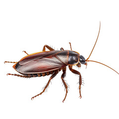 cockroach isolated on white background. With clipping path.