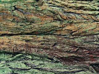 Tree bark. Texture, background material. Bright colors in different areas.