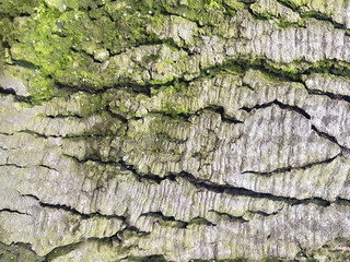  The texture of the tree bark is covered with cracked moss.