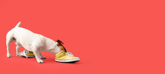 Funny naughty dog playing with shoes on red background with space for text