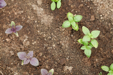 Young fresh green and purple basil plants in the ground. Ocimum basilicum in the garden.