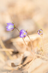 Fioletowe kwiaty, sezon wiosenny, leśne przylaszczki (Hepatica nobilis)  - obrazy, fototapety, plakaty