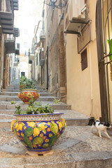 row of plant pots on a staircase at Cefalù - 736525415