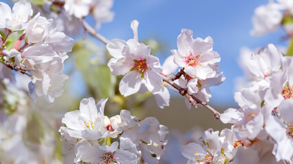 A cluster of colorful flowers blossom and decorate a tree, bringing a vibrant burst of hues to the surroundings. Almond flowers outdoors.
