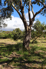 eucalyptus tree in australian rural summer landscape and distant storm clouds