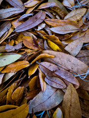Fallen leaves lay on the ground