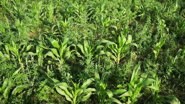 Marijuana plants have grown naturally in Maize patch, showcasing the lush green foliage and vibrant buds of this medicinal herb thriving in the untouched wilderness