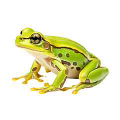 frog isolated on white background. With clipping path.