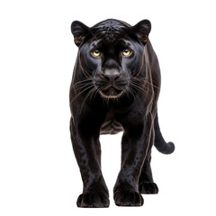 Obraz premium panther isolated on white background. With clipping path.