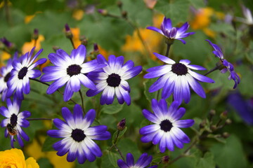 Senetti magenta